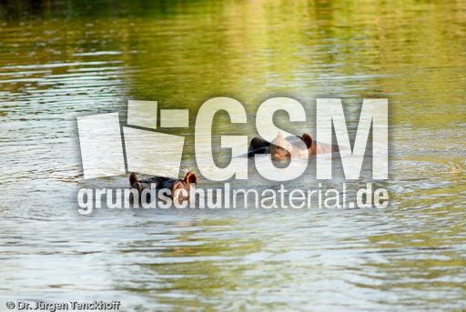 Flusspferd (23 von 104).jpg